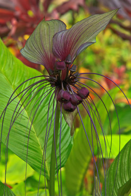 Bat Plant 7934.jpg