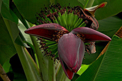 bananas-8198.jpg