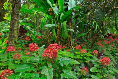 Flowers-7807.jpg