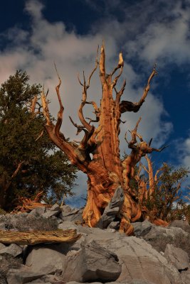 Bristlecone-Pine-8362.jpg