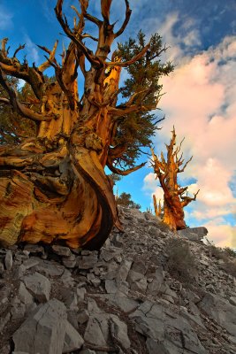Bristlecone-pine-8380.jpg