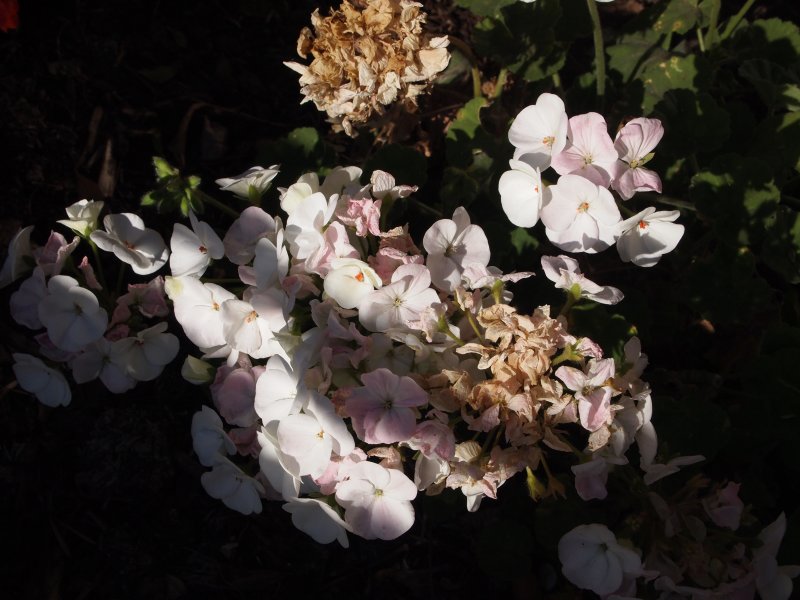 Geranium