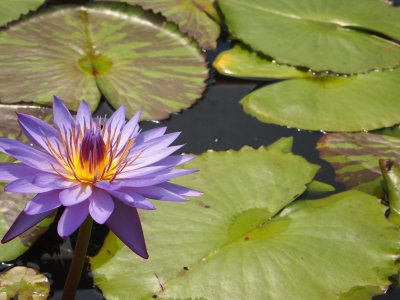 The lakes and lotus flowers at Blue Lotus water gardens.