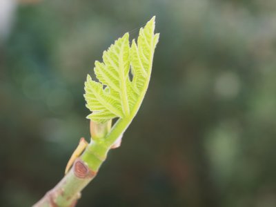 Leaf Bud