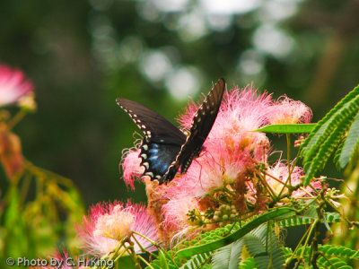 Black Swallowtail on Mimosa Flowers