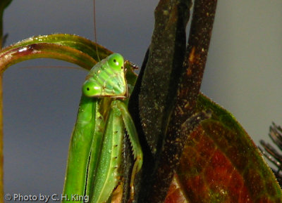 Praying Mantis Portrait