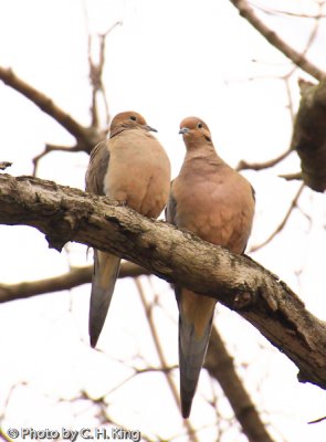 Mourning Doves