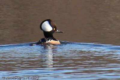 Hooded Merganser