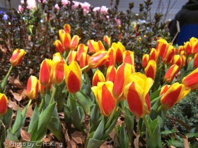 Bi-colored Tulips