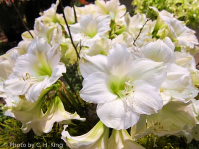 White Lily