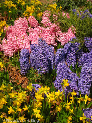 Hyacinths