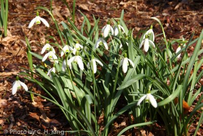 Snow Drops