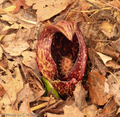 Skunk Cabbage Flower