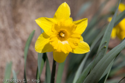 Daffodil