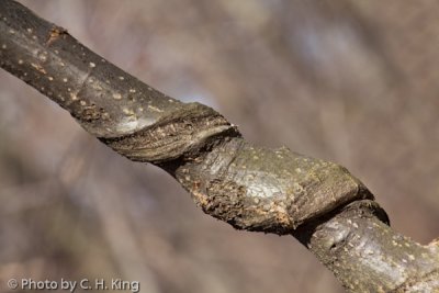 Vine Scared Branch