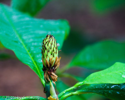 Umbrella Magnolia Seed Cone