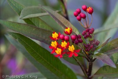 Blood Flower - Oriental Milkweed