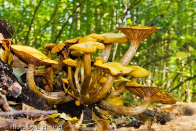 Jack-O-Lantern Mushroom