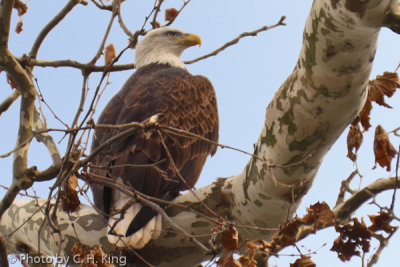 Another Bald Eagle Picture