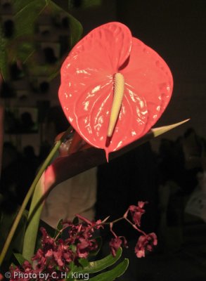 Red Anthurium