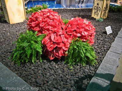 Anthurium & Ferns