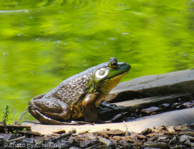 Bull Frog