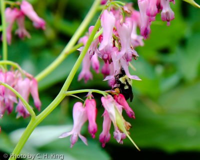 Bumble Bee on Wild Bleeding Heart