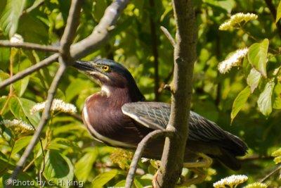 Green Backed Heron