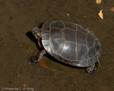 Eastern Red-bellied Turtle
