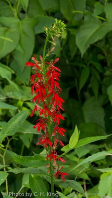 Cardinal Flower