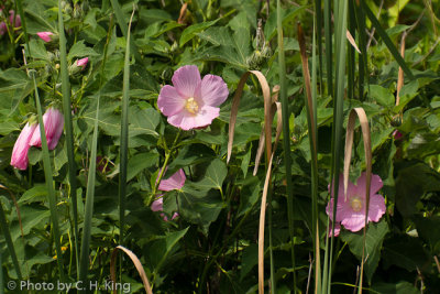 Pink Mallow