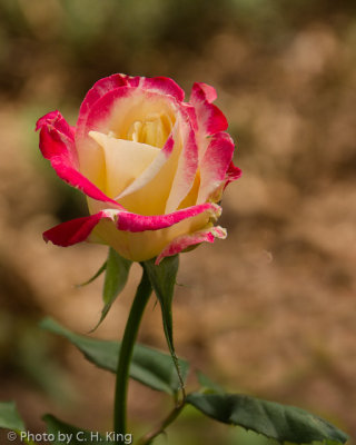 Bi-Colored Rose