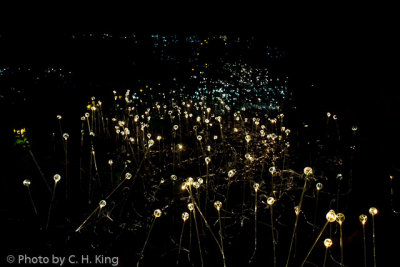 Forest of Light