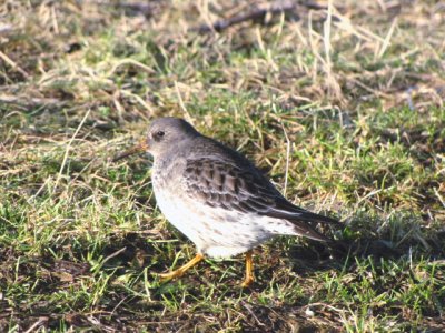 Purple Sandpiper/Paarse strandloper.