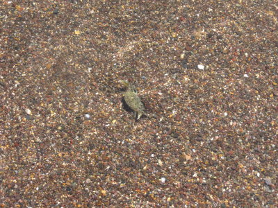 Krab in het zand