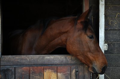 horses