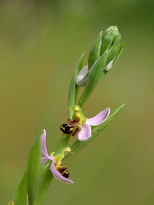 Bijenorchis Ophrys apifera