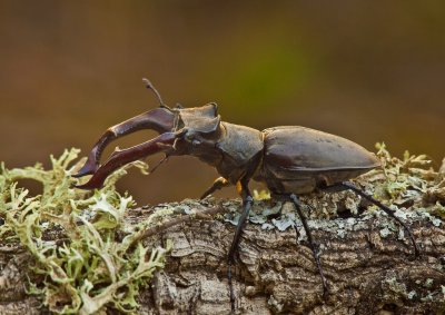 Stag Beetle