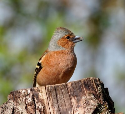 Finch
