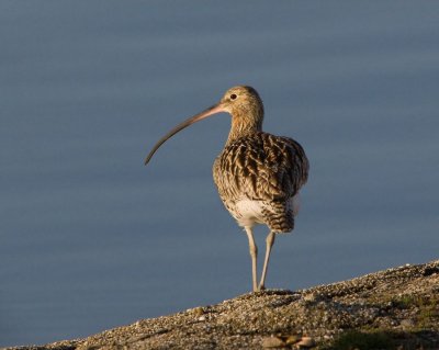 Wulp zeeland