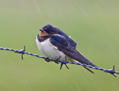 Boerenzwaluw in de regen