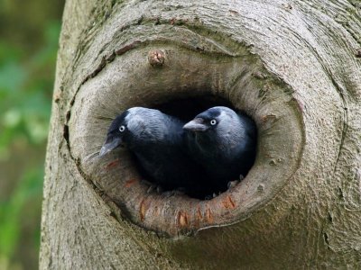 Jackdaw