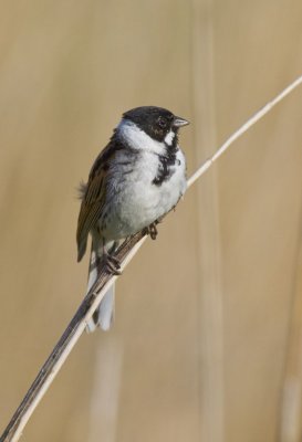 Reed Bunting