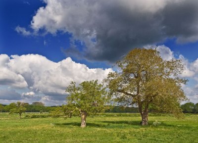 Oude bomen bij Wilp