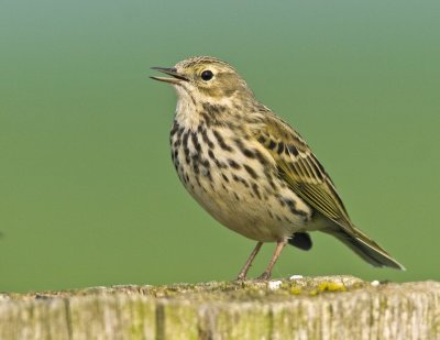 Meadow Pipit