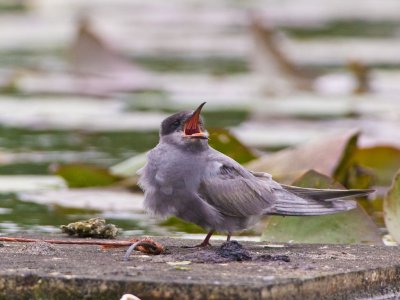 Black Tern