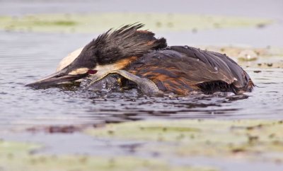Grebe