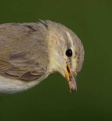 Willow Warbler (Phylloscopus trochilus)