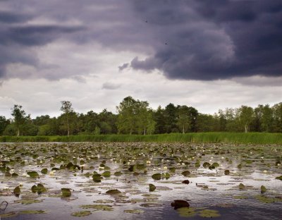 De Wieden bij Zwartsluis (Overijssel)