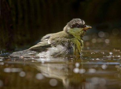 Badderend koolmeesje